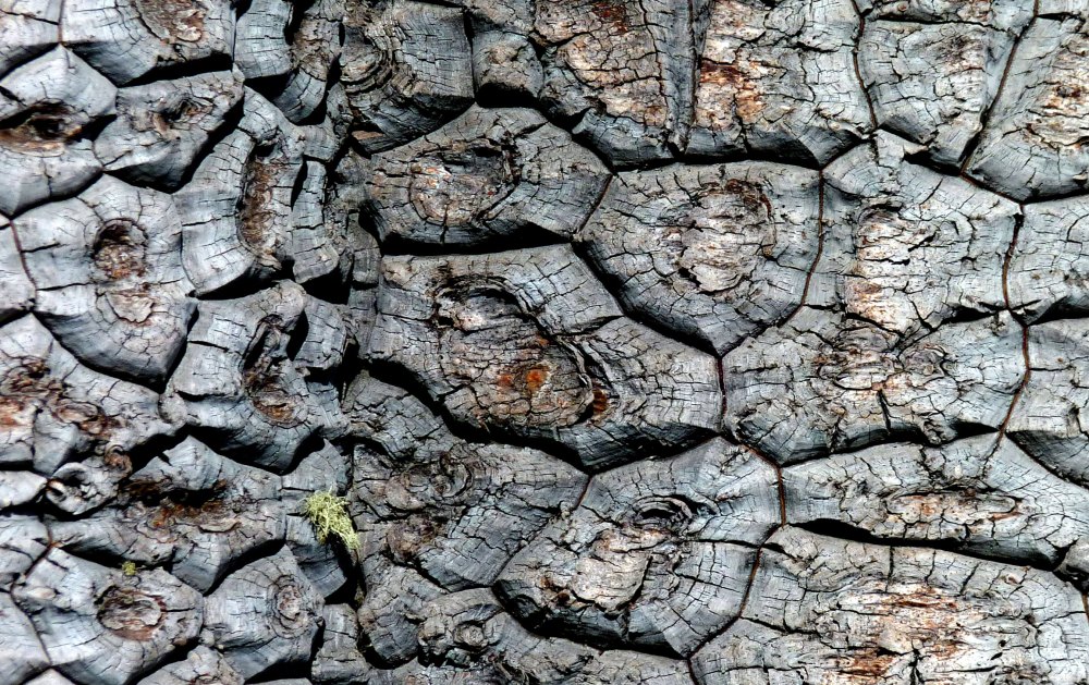 Araucaria bark. Amazing stuff.